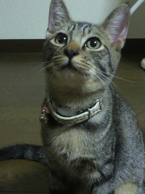 うるうる