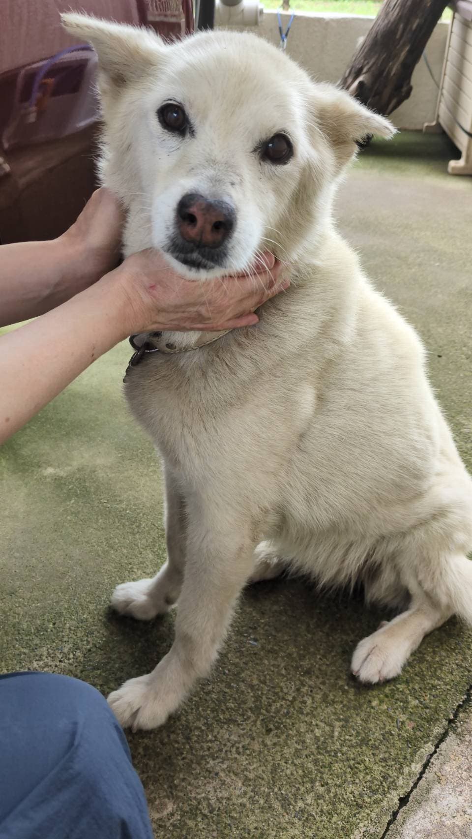 ハルちゃん、久しぶり🐶