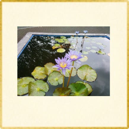 神代植物公園にて