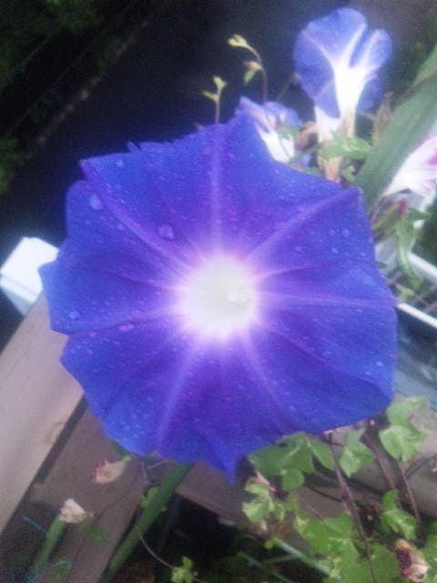 写真 残月 朝顔写メ 風合瀬 小説投稿エブリスタ