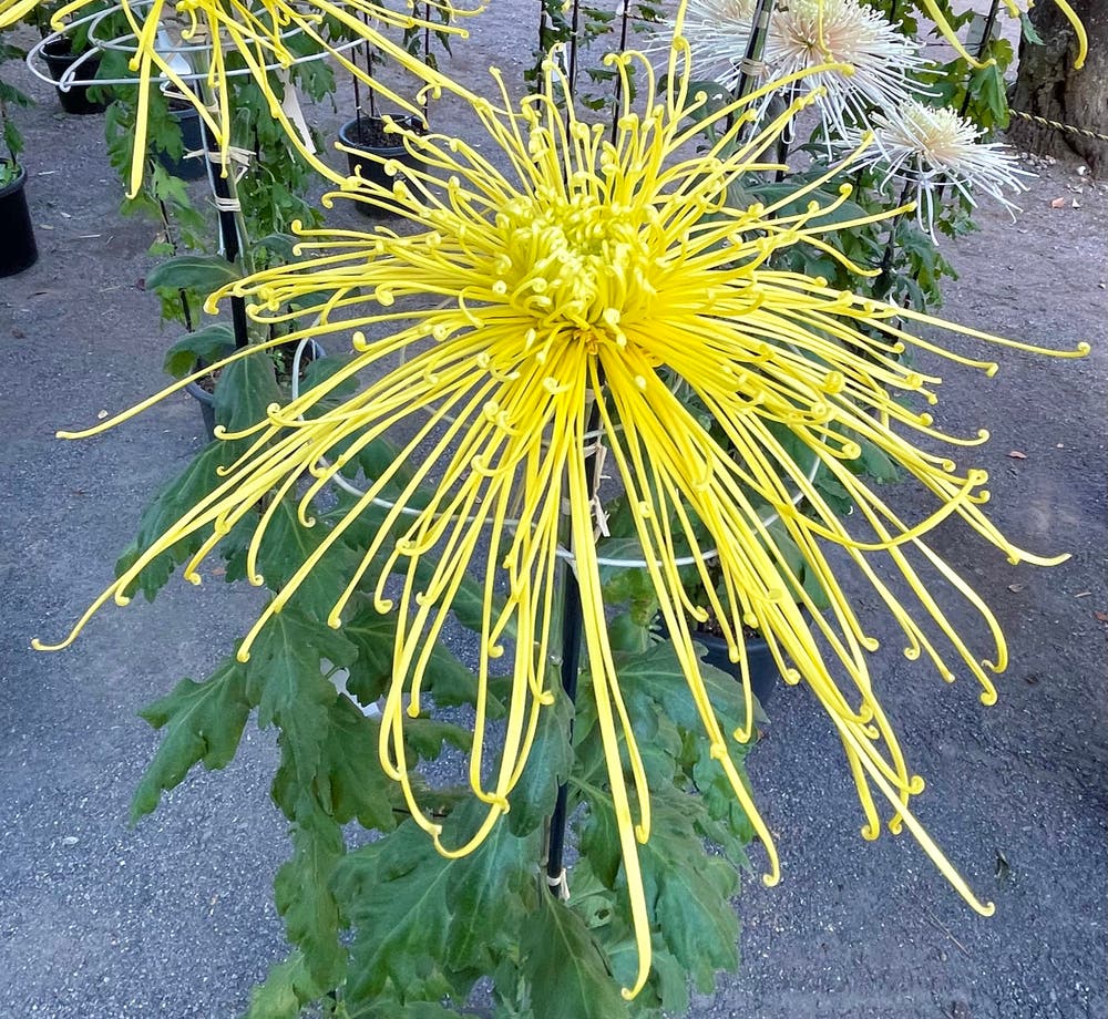 まっちゃんと歩けば VII …… 13003