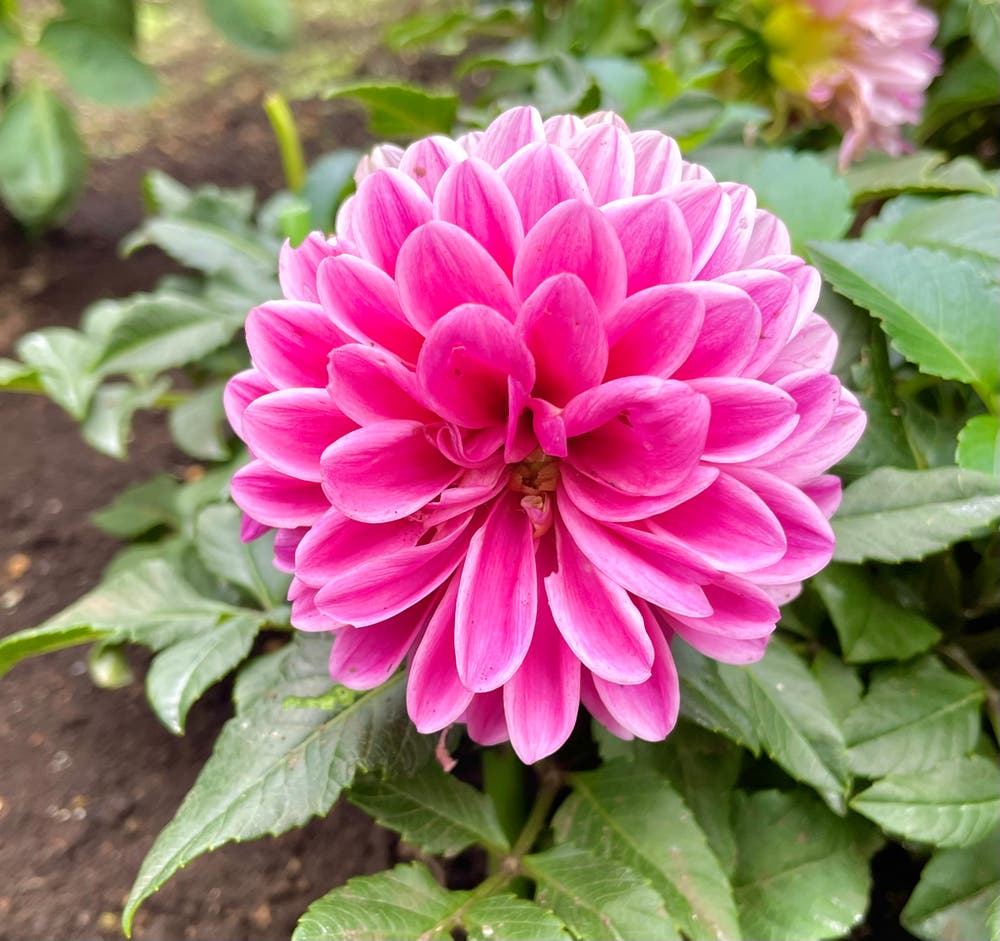 まっちゃんと歩けば VII …… 12924