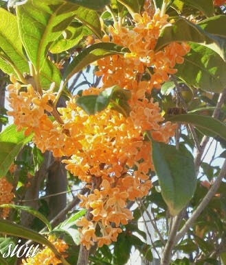 金木犀に誘われて