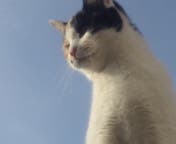 梅の木のテッペンでご満悦～🎵セラ🐱