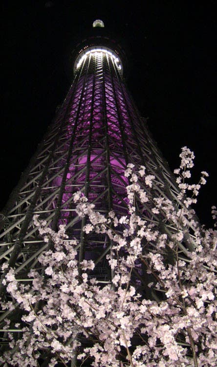 俺桜色☆ｽｶｲﾂﾘｰ激写!