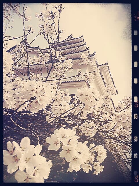 鶴ヶ城と桜【加工あり】