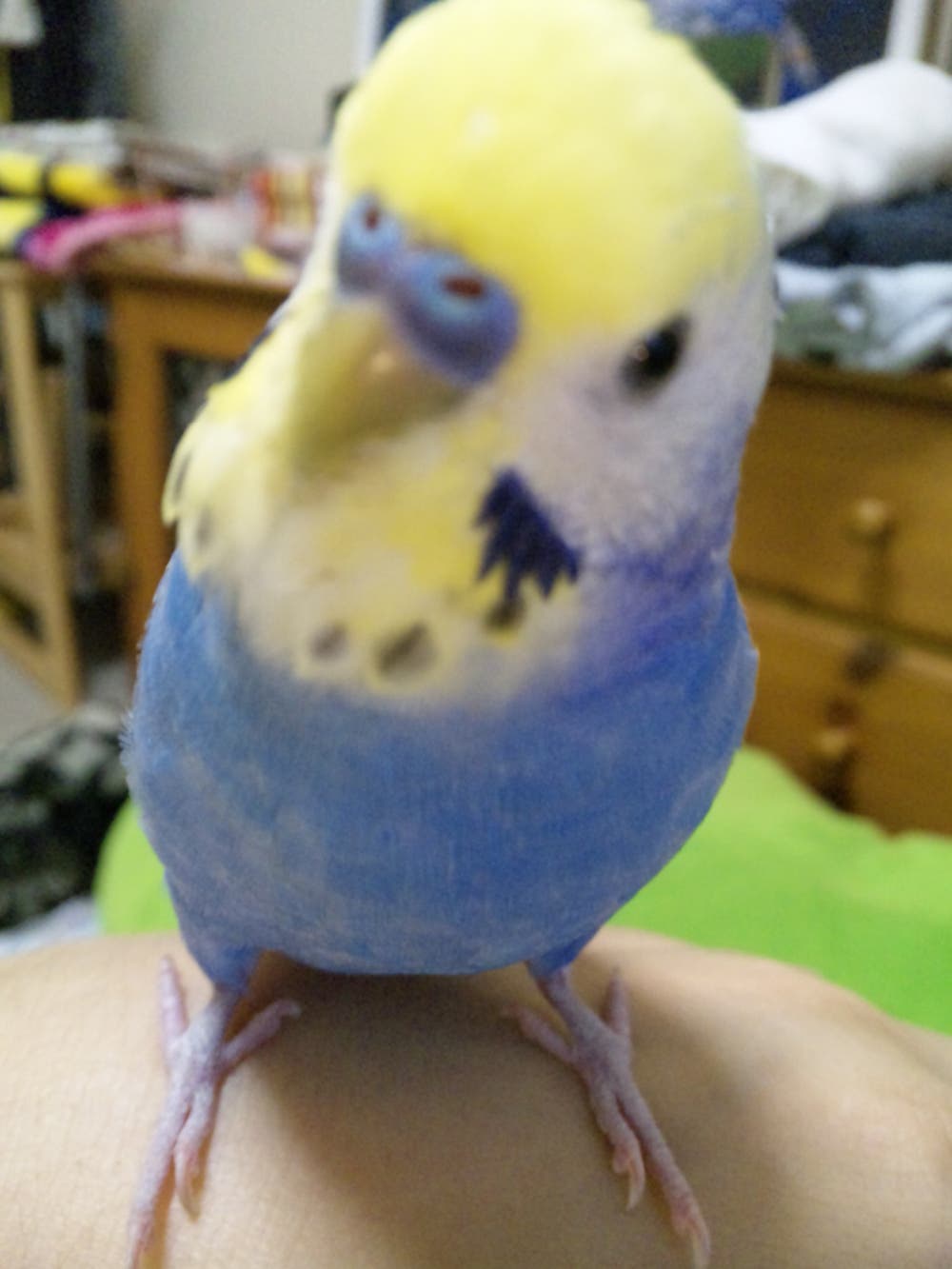 どう(ﾟθﾟ?)