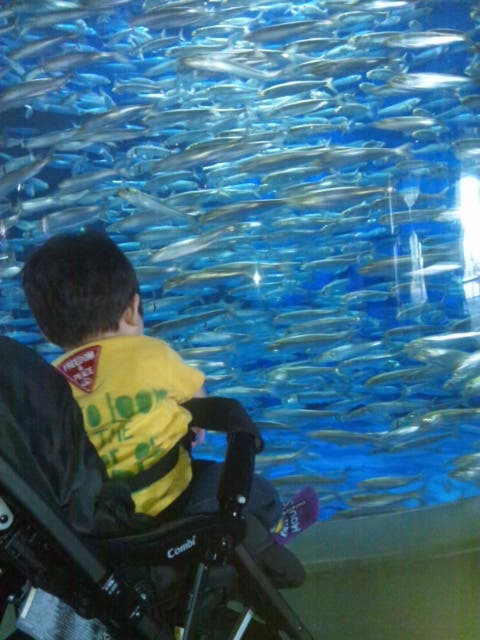 初めてみる魚たち