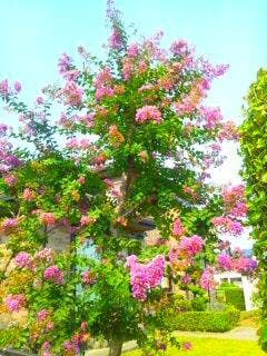素朴で気になる綺麗な花