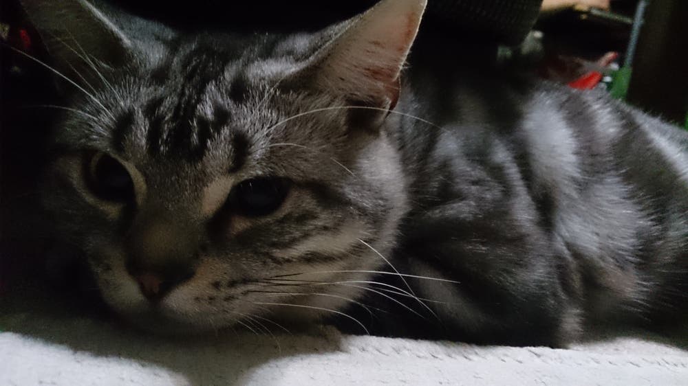 我らが愛猫