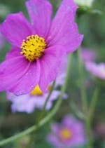 長男の嫁 おすすめの小説を無料で読む 作品一覧 長男の嫁 おすすめの小説を無料で読む 作品一覧