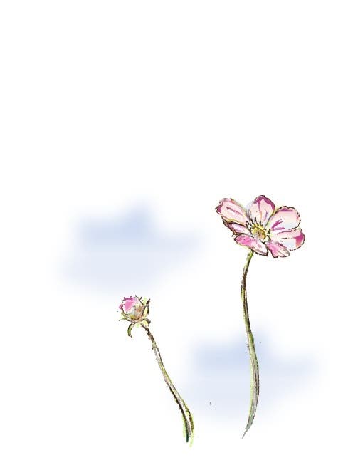 あきざくら