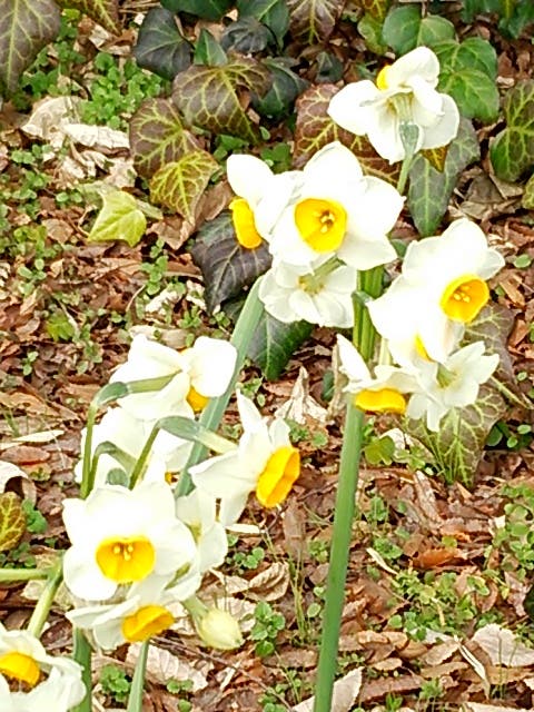 flower-04