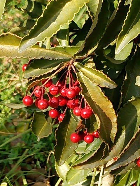 flower-05