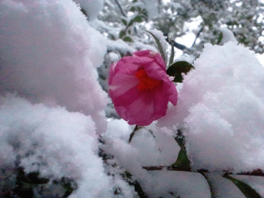 雪の華