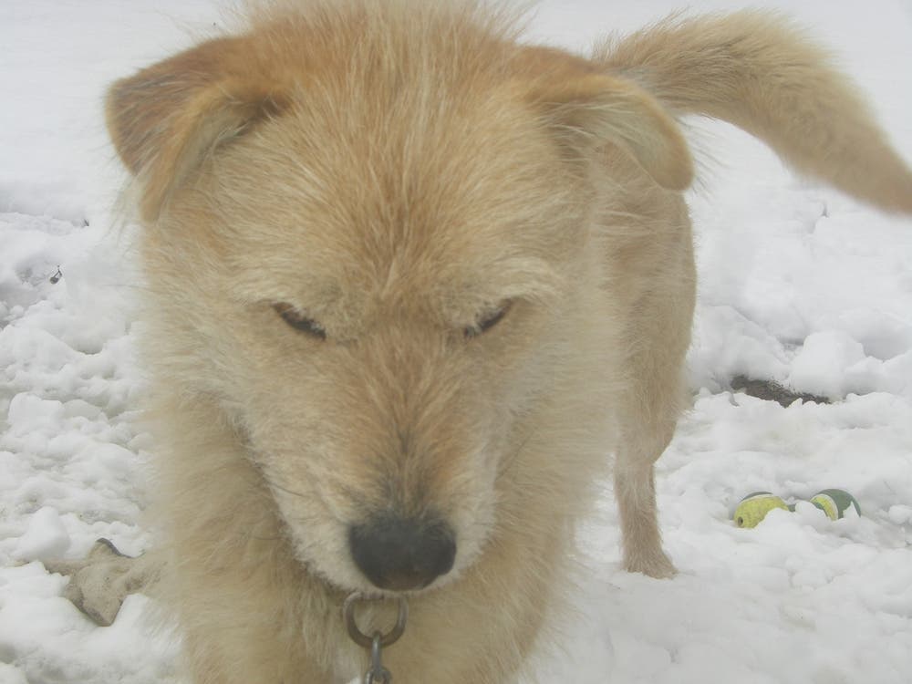 僕の犬～シロさんwww