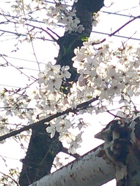 flower-07