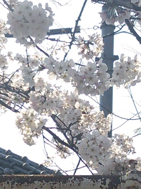 flower-08