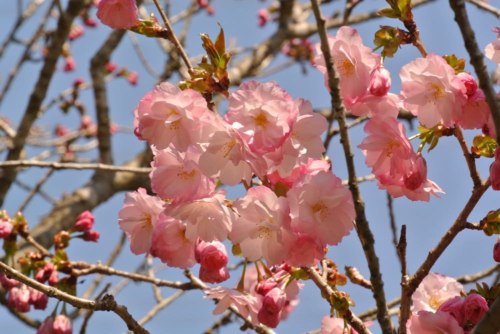 『八重の桜』