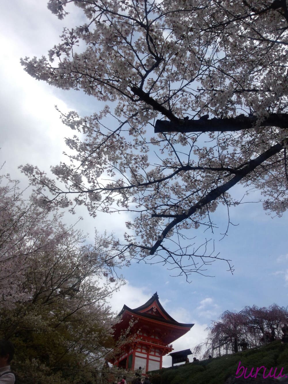 桜咲く