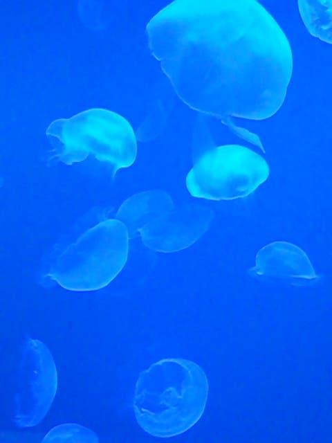 クラゲ
