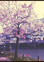 にしちあ おすすめの小説を無料で読む 作品一覧 にしちあ おすすめの小説を無料で読む 作品一覧