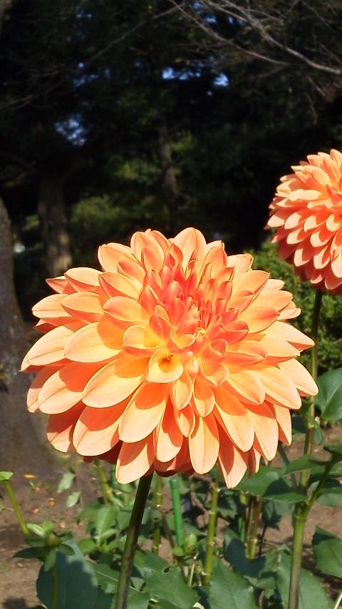 神代植物公園に行ってきました
