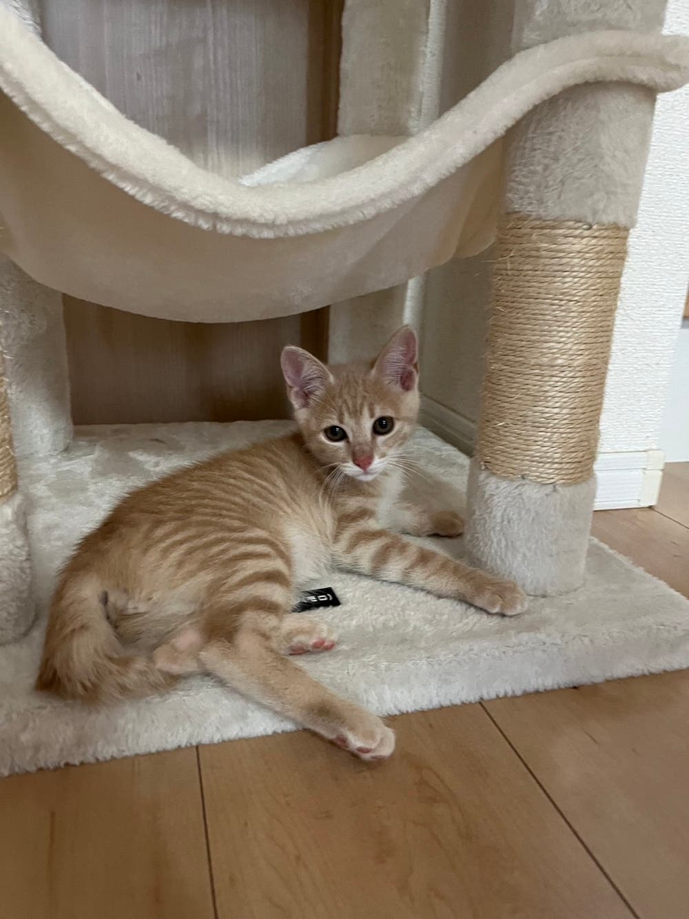 ねこの日❣️