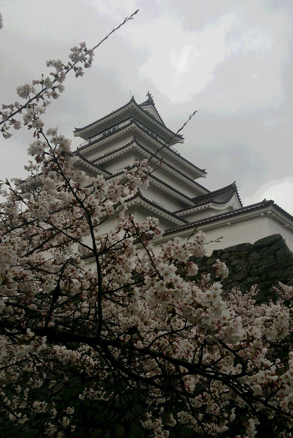 雨と桜と鶴ヶ城