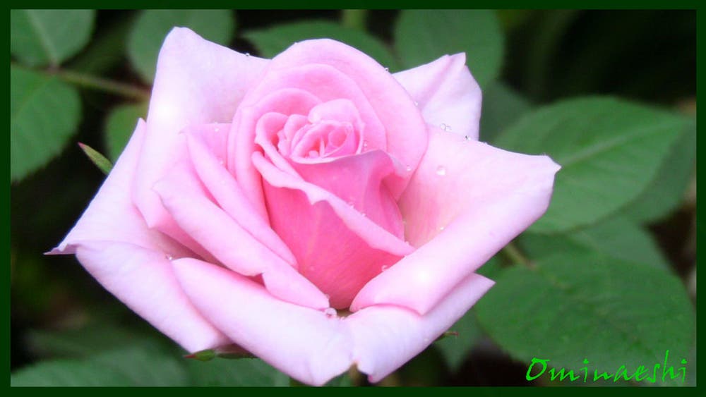 小庭から📷②★