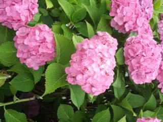 綺麗に咲いてました