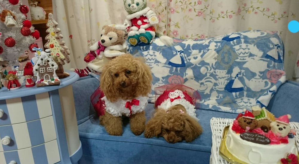 2015 メリクリタクリコタンU^ェ^U♪