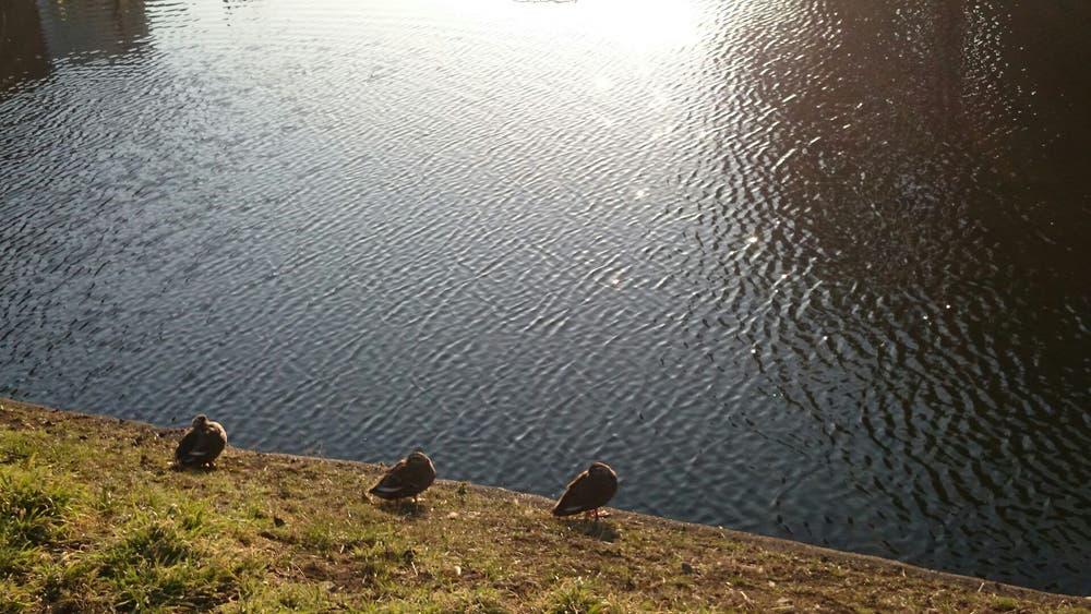 ここは日だまり。おねむの時間
