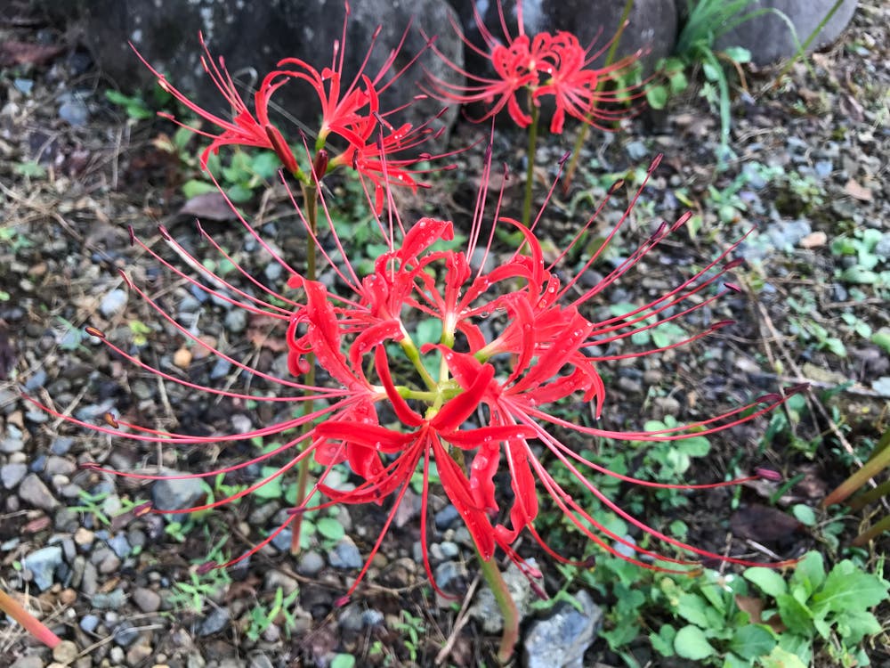お彼岸中日