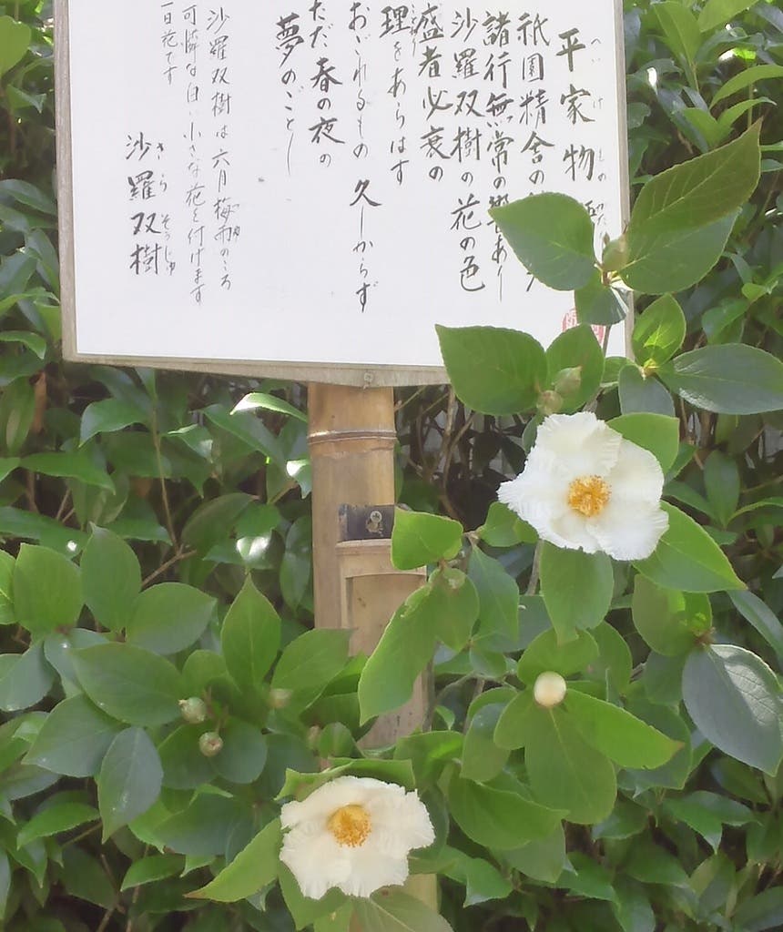 沙羅双樹の花を、初めて直に見ました