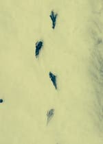 切ない 詩 童話 絵本 ポエム 泣ける 恋 おすすめの小説を無料で読む 作品一覧