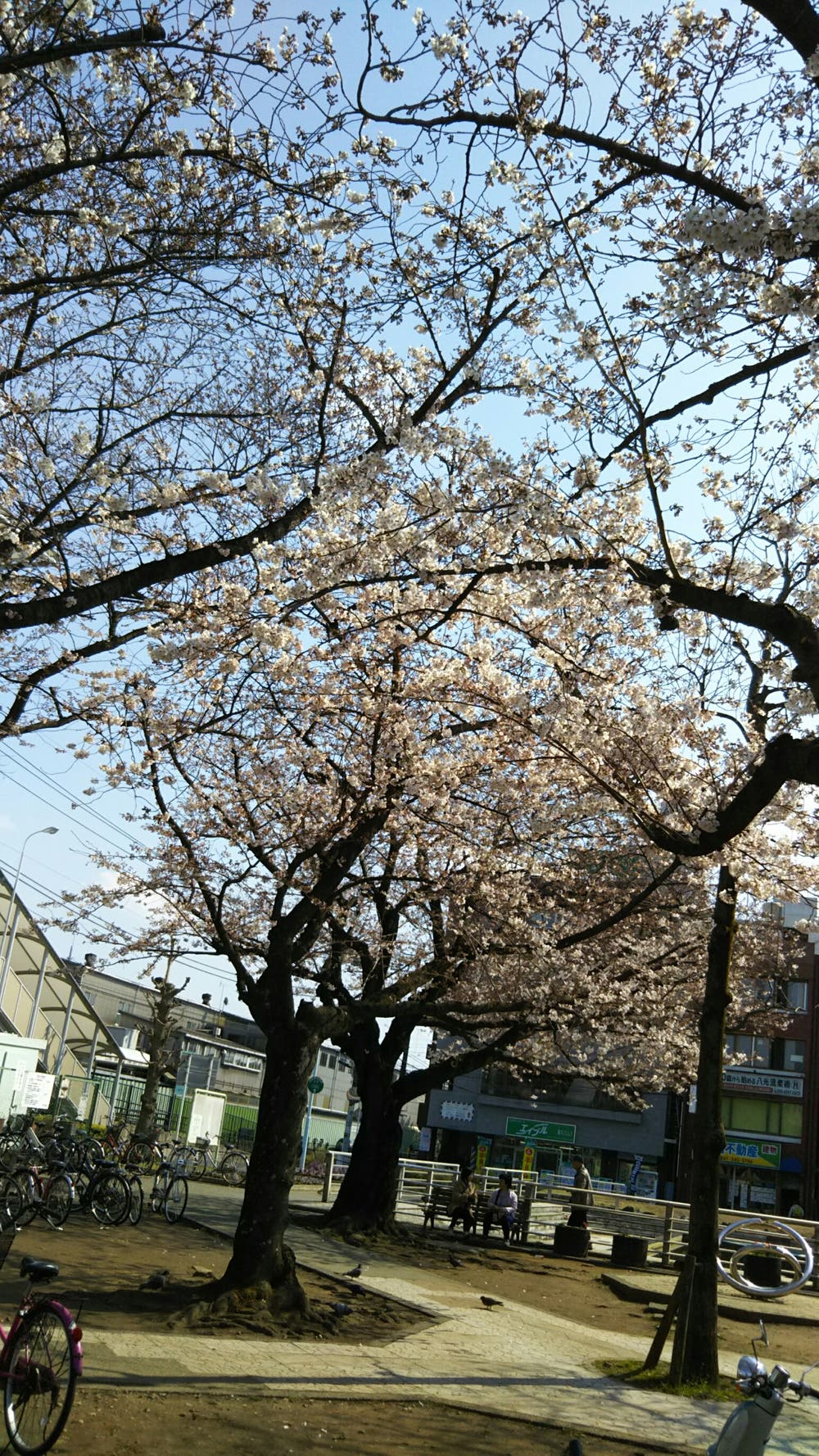 やっと咲きました＼(^-^)／
