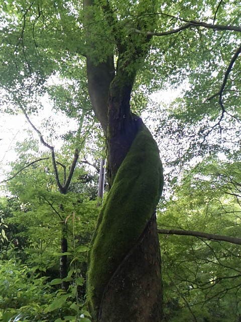 だいじゃじゃ🌀