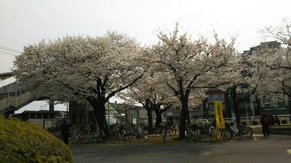 桜?と…放置自転車?