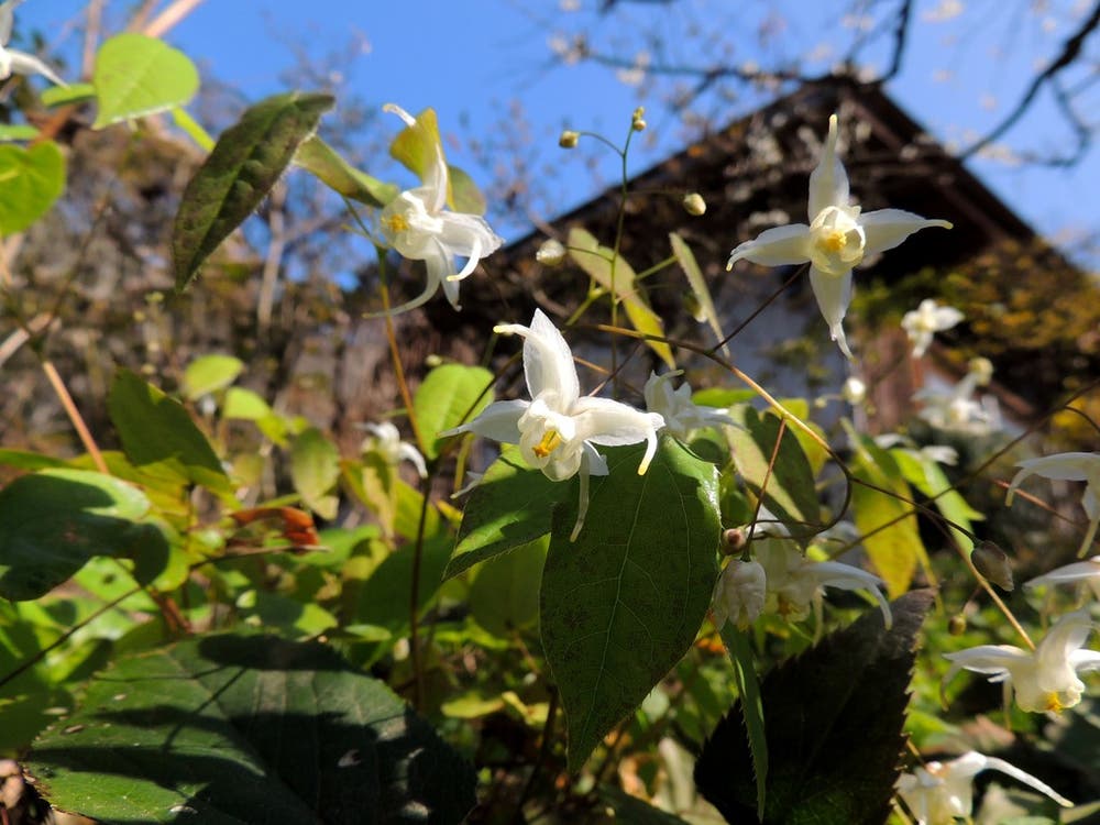 春みちて　里山