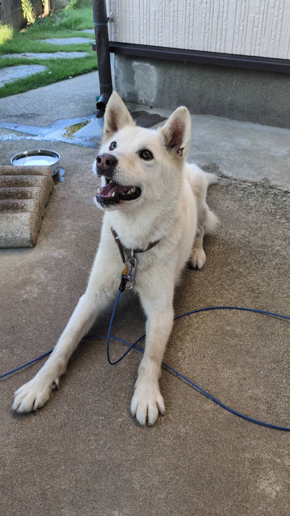 孫ちゃんから、ライン🐶