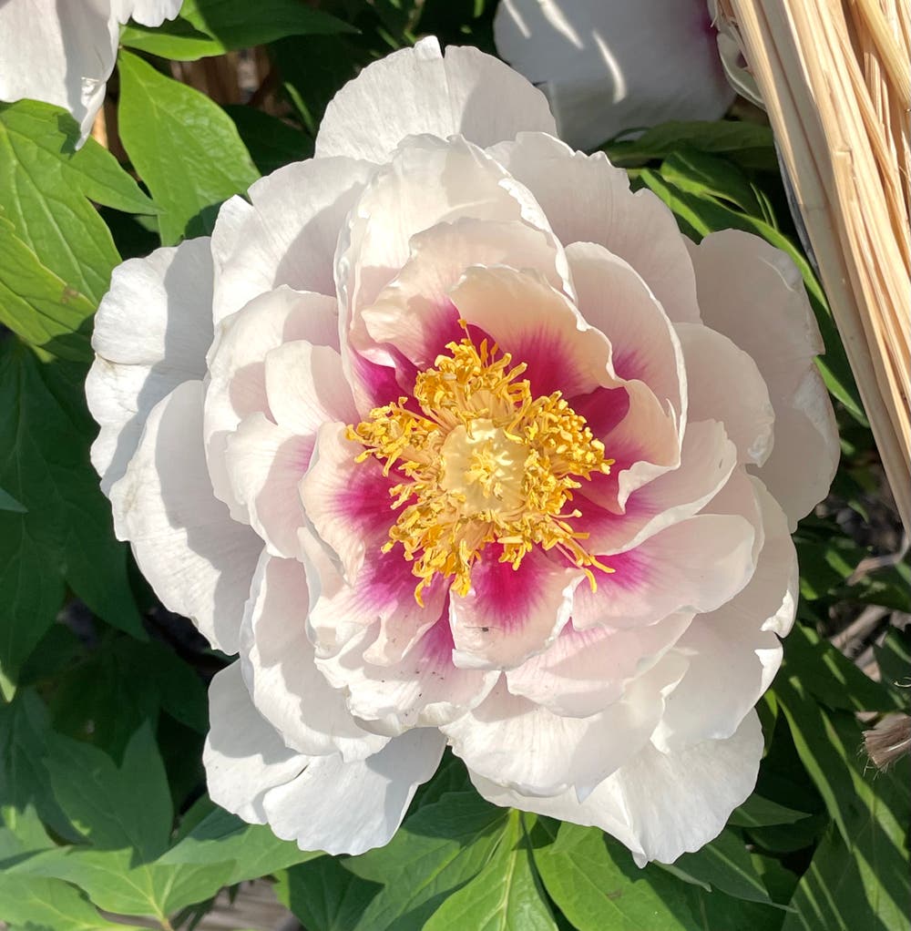 まっちゃんと歩けば VII …… 13087