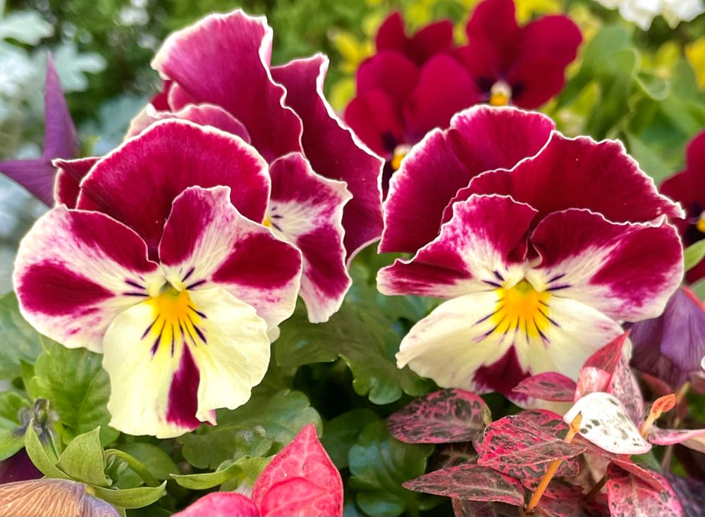 まっちゃんと歩けば VII …… 13085