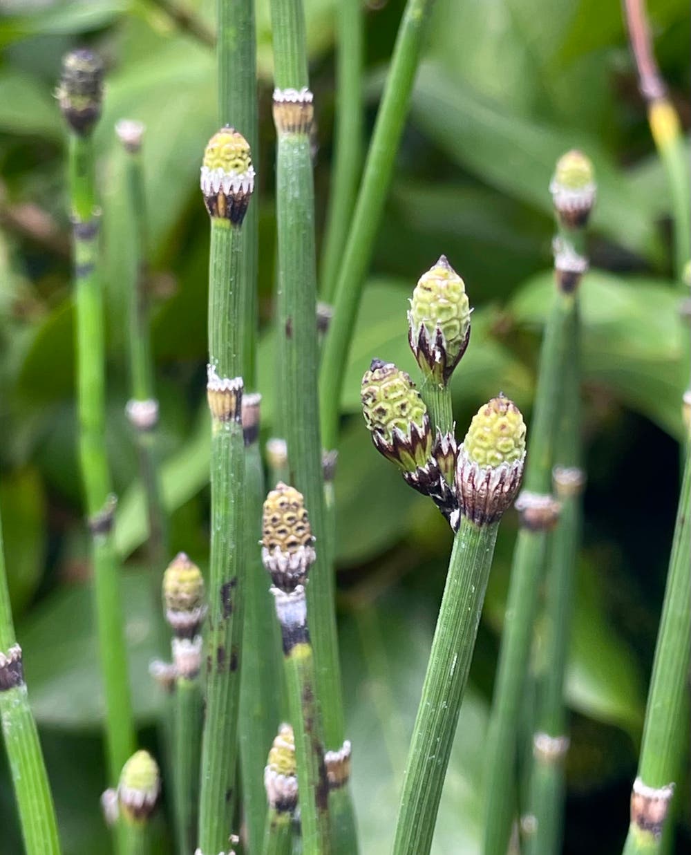 まっちゃんと歩けば VII …… 12920