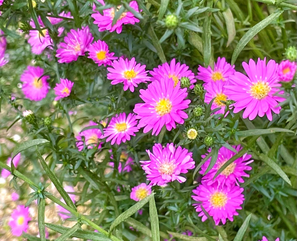 まっちゃんと歩けば VII …… 12922