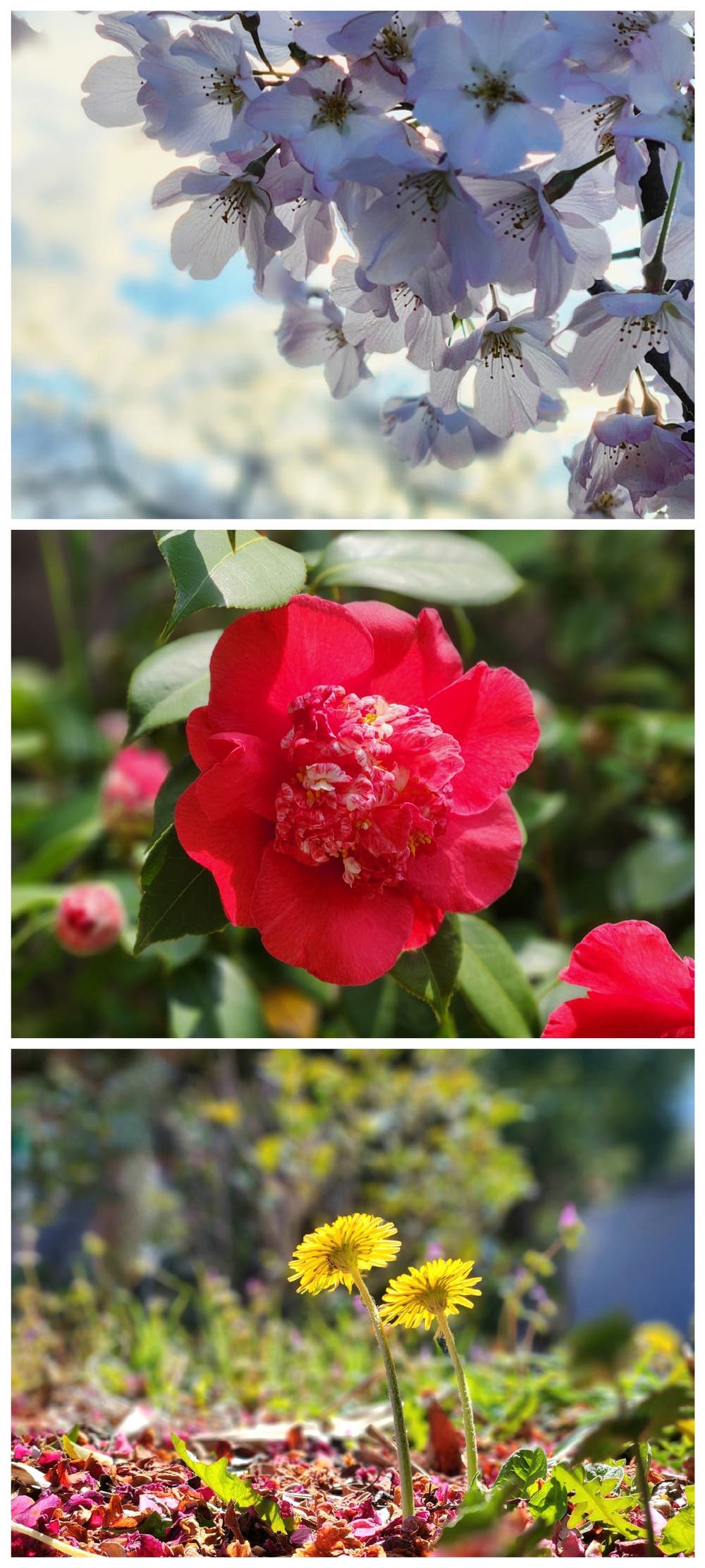 2026年 ３月の花