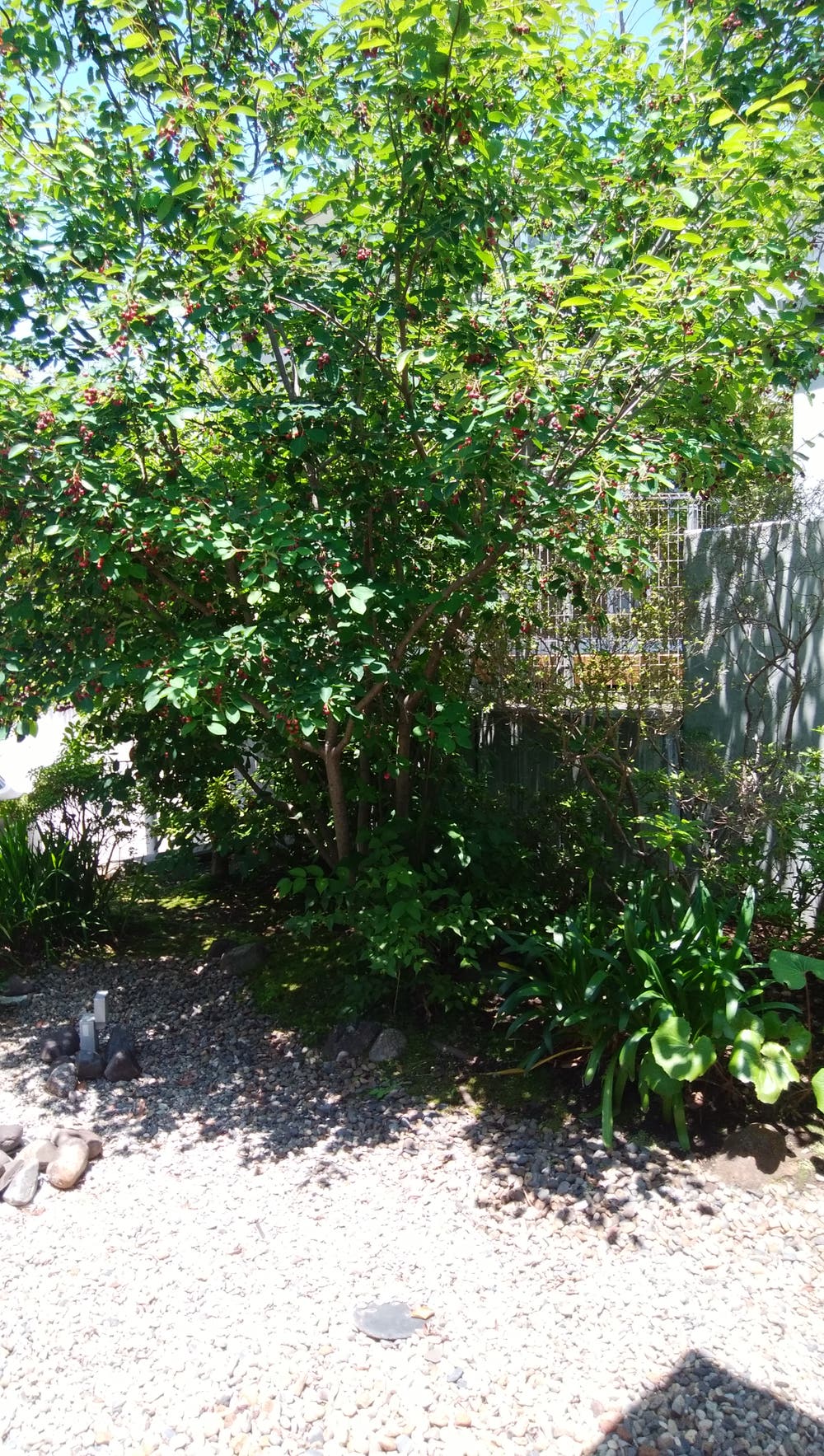 とある病院の中庭🌿