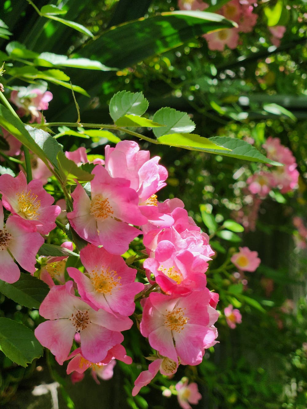 つる薔薇