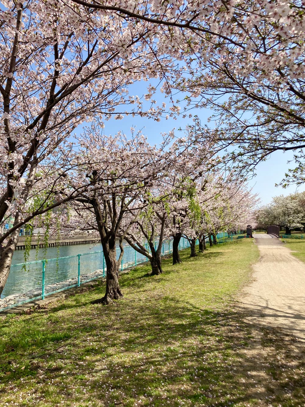 河川公園の桜