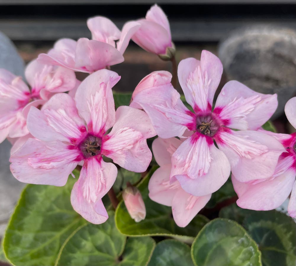 まっちゃんと歩けば VII …… 13042